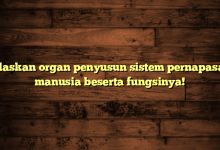 Jelaskan organ penyusun sistem pernapasan manusia beserta fungsinya!