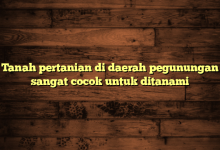 Tanah pertanian di daerah pegunungan sangat cocok untuk ditanami
